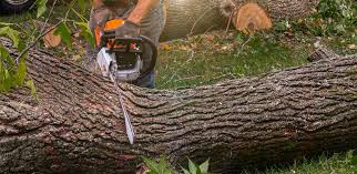 Professional Tree Care  in Portsmouth, NH