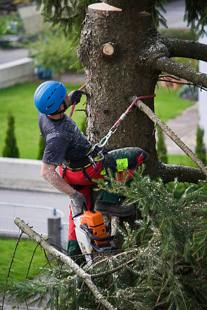 Best Tree Preservation Services  in Portsmouth, NH